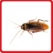 Gold Coast pest control for cockroaches and other pests
